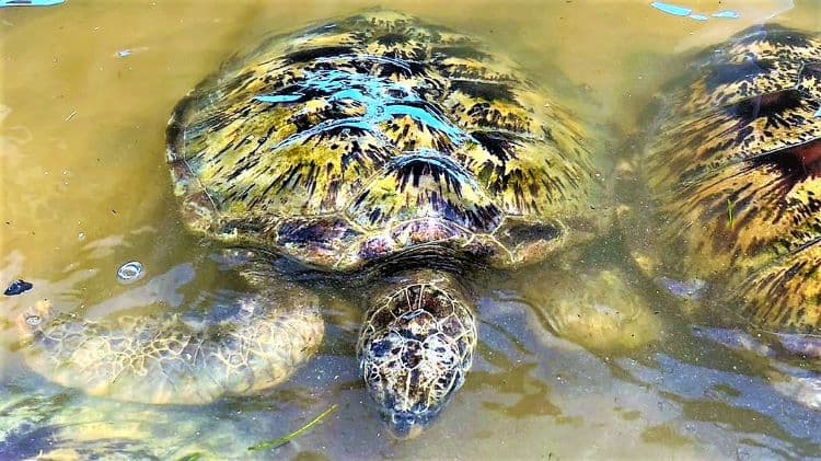到海龜島要搭玻璃船過去,近距離觸摸龜殼比臉盆還大的野生海龜。新奇的體驗,是當地約定成俗的景點活動,不涉保育問題。圖 / 翁敏森