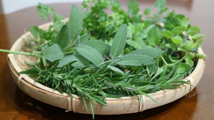 鼠尾草、迷迭香、薄荷、西洋芹