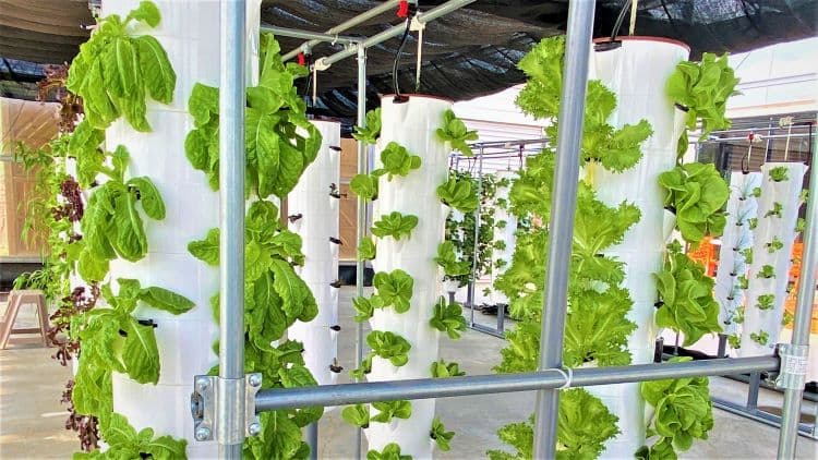 東海大學以立式水耕法種植蔬菜並與廠商康蔬美合作。圖 / 策略風知識新聞網