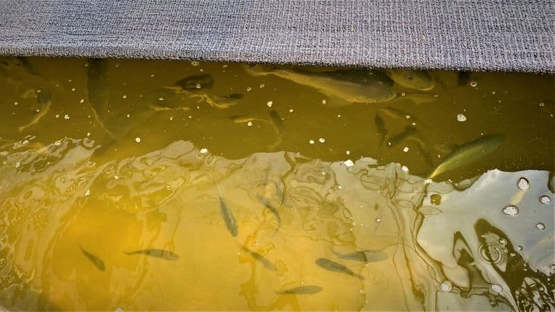 東海大學永續發展辦公室主任陳鶴文說，利用微藻養殖吳郭魚可將相關養殖經驗，轉移給漁電共生業者。圖 / 策略風知識新聞網
