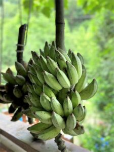 簷下芭蕉肥、林間翠鳥歡。 圖 / 陳嘉英