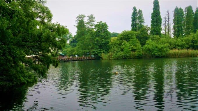 我知道，真正的想念，是儀式完成後，井之頭公園裡滿園新綠，讓我想起國一時在琦君《煙愁》裡讀到的龔自珍的詞：「如夢如煙，枝上花開又十年」。圖 / 劉秀嫻