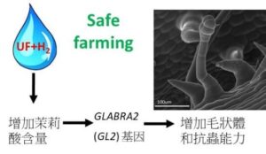 在超微氣泡水中增加茉莉酸含量,有助增加植物的毛狀體和抗蟲能力。