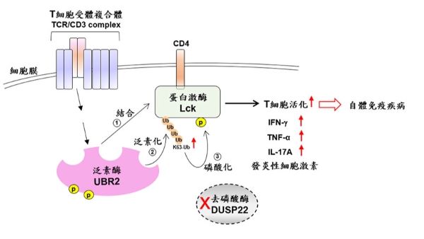 T細胞活化開啟