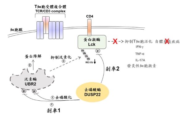 T細胞活化關閉