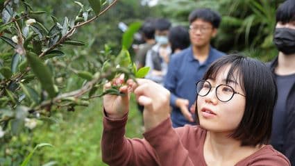 三峽谷芳有機茶園