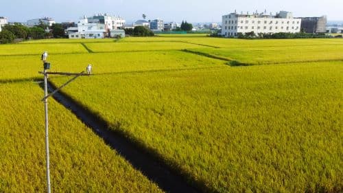 透過棲架施作，黑翅鳶已成為霧峰農民耕作時結伴田間的好夥伴。