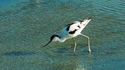 台江國家公園-反嘴鴴覓食。