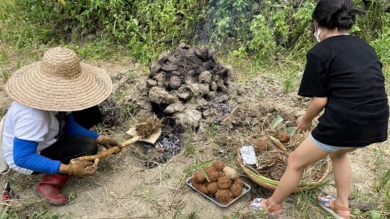 收割後，開始稻田活動。提供親子體驗掘禾頭、蓋土窯