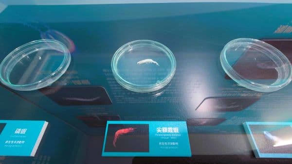 海洋浮游動物標本