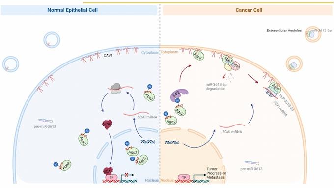 癌細胞特有Ago2 / CAV1交互作用控制腫瘤轉移及外泌體釋放示意。