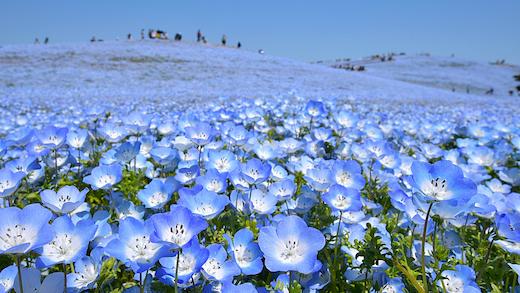 國營常陸海濱公園4-5月夢幻粉蝶花海盛放