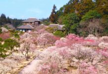 日本北關東名勝美食 茨城拼深度旅遊 日本茨城縣政府在臺舉辦觀光說明會