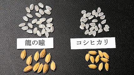 日本龍之瞳米以特大粒米為特色,米粒大小約為一般越光米的1.5倍