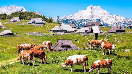 斯洛維尼亞的維利卡普拉尼那高地